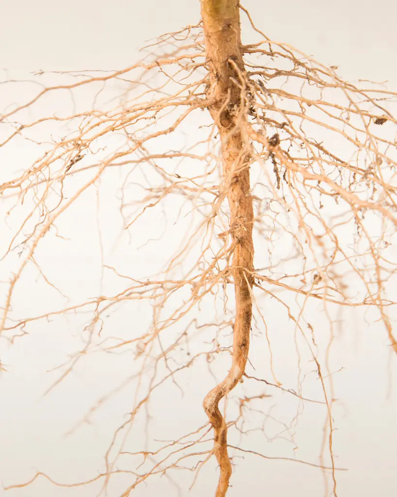 Beskyttende ansigtsolie med antioxidanter der fungerer som et biologisk skjold mod forurening og oxidativt stress.